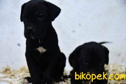 Cane Corso 2