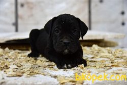 Cane Corso 4