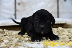 Cane Corso 1