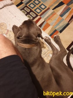 Cane Corso 1