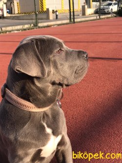 Cane Corso 3