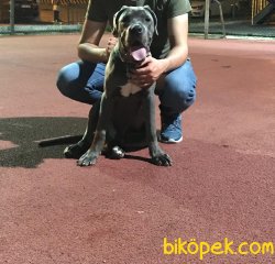 Cane Corso 4