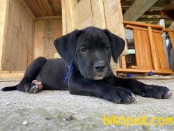 Cane Corso 4