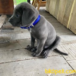 Cane Corso 2