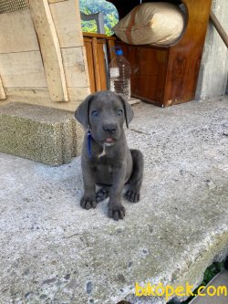 Cane Corso 5