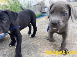 Cane Corso 1
