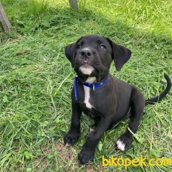 Cane Corso 3