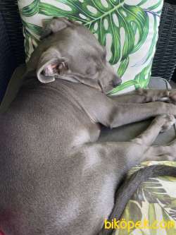Cane Corso 2