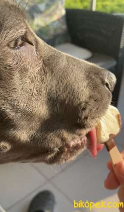 Cane Corso 3
