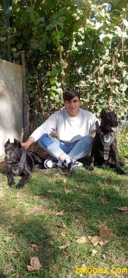 Cane Corso 4
