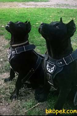 Cane Corso 1