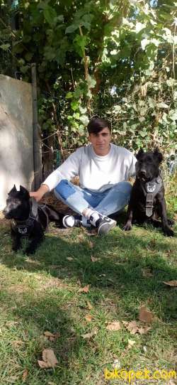 Cane Corso 3