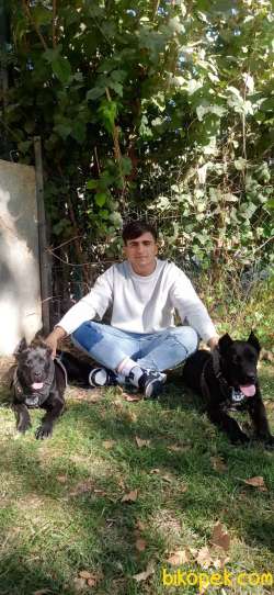 Cane Corso 2