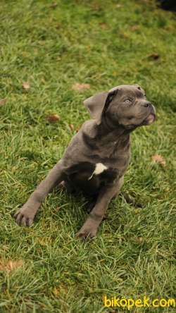 Cane Corso 'Akkuş Üretim Çiftliği' 1