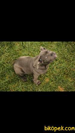 Cane Corso 'Akkuş Üretim Çiftliği' 2