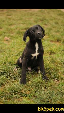 Cane Corso 'Akkuş Üretim Çiftliği' 4