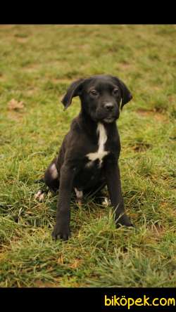 Cane Corso 'Akkuş Üretim Çiftliği' 3