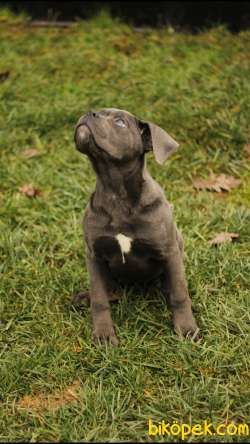Cane Corso 'Akkuş Üretim Çiftliği' 5