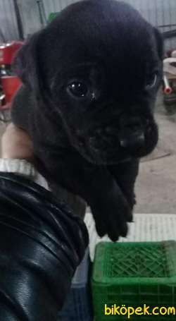 Cane Corso Anne Babadan 3