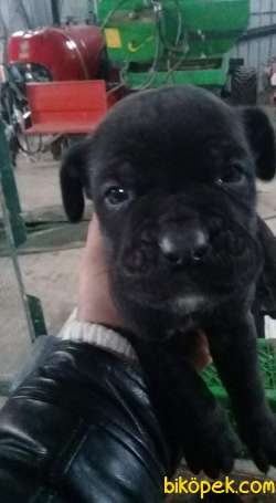 Cane Corso Anne Babadan 2