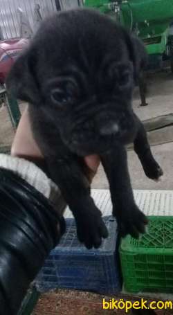 Cane Corso Anne Babadan 1