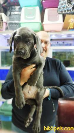 Cane Corso Biblo Gibi Bir Maşallah Alırız Blue Rengi 3