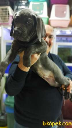 Cane Corso Biblo Gibi Bir Maşallah Alırız Blue Rengi 1