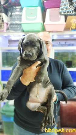 Cane Corso Biblo Gibi Bir Maşallah Alırız Blue Rengi 4