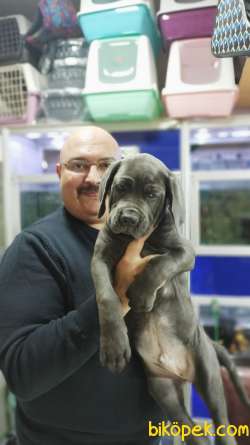 Cane Corso Biblo Gibi Bir Maşallah Alırız Blue Rengi 5