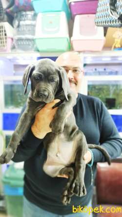 Cane Corso Biblo Gibi Bir Maşallah Alırız Blue Rengi 2