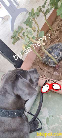 Cane Corso Blue 2