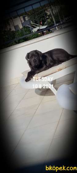 Cane Corso Blue 4