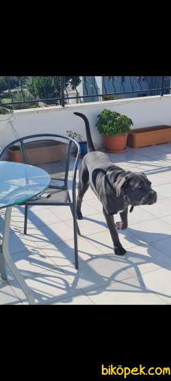 Cane Corso Blue 3