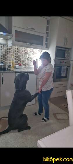 Cane Corso Blue 1