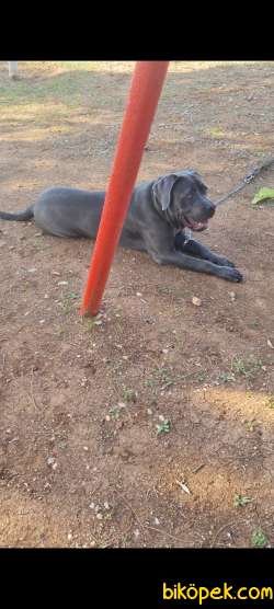 Cane Corso Blue 5