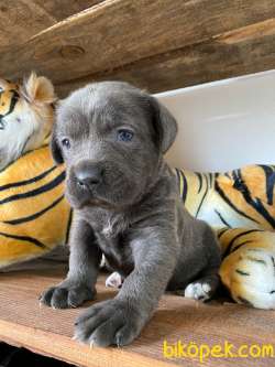 CANE CORSO BLUE BEBEKLER 1