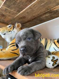 CANE CORSO BLUE BEBEKLER 2
