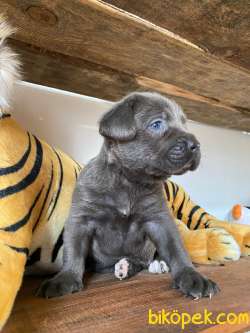 CANE CORSO BLUE BEBEKLER 5