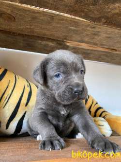 CANE CORSO BLUE BEBEKLER 3