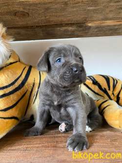 CANE CORSO BLUE BEBEKLER 4