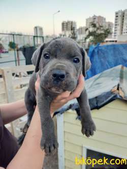 CANE CORSO BLUE BEBEKLER AİLELERİNİ BEKLİYOR 3