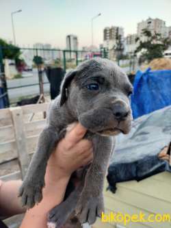 CANE CORSO BLUE BEBEKLER AİLELERİNİ BEKLİYOR 2