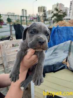 CANE CORSO BLUE BEBEKLER AİLELERİNİ BEKLİYOR 1