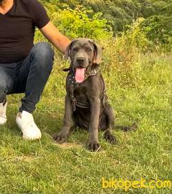 Cane Corso Blue Dişi 1