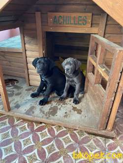 Cane Corso Blue Dişi 3