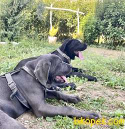 Cane Corso Blue Dişi 2