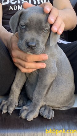 Cane Corso Blue Erkek 3