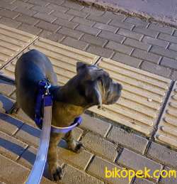 Cane Corso Blue Yavru 3