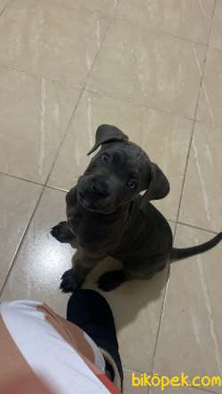 Cane Corso Blue Yavru 2