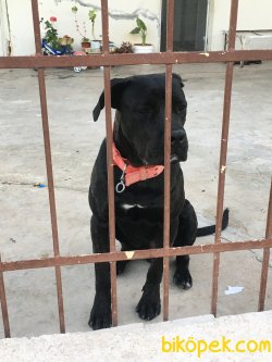 Cane Corso İtaat Eğitimli A Class SRC'li 8-10 Aylık 3